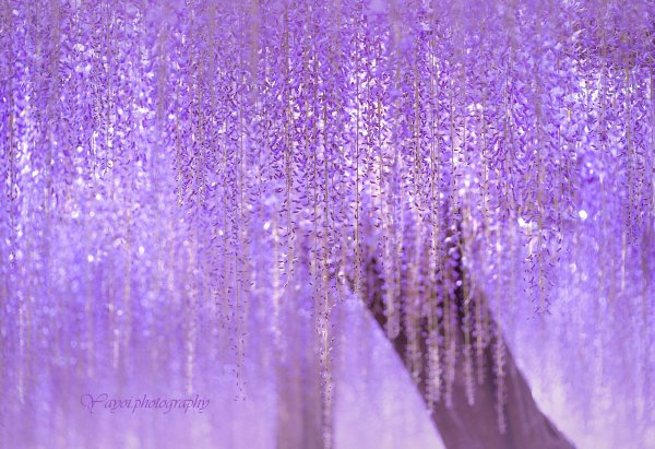 Глициния цвет Эстетика