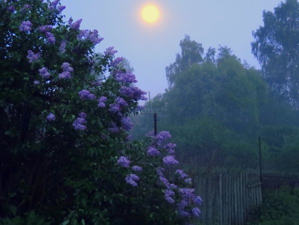 Сиреневый сад ночью