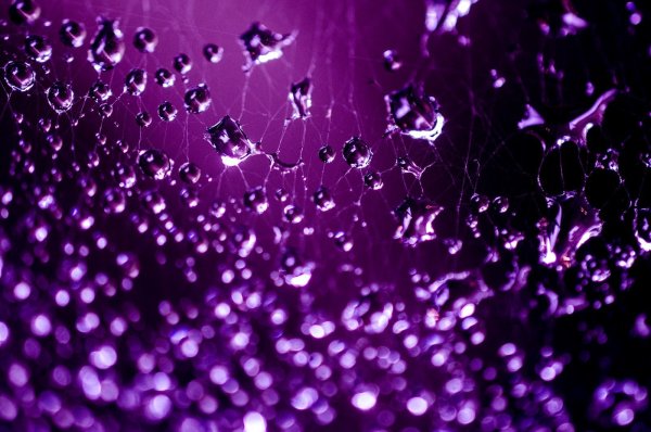 Фиолетовый дождь