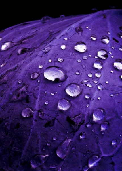 Пурпурный дождь