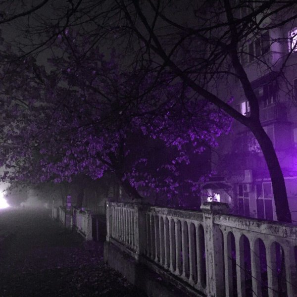 Сиреневый ливень