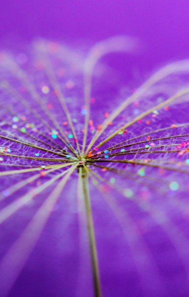 Сиреневый дождь