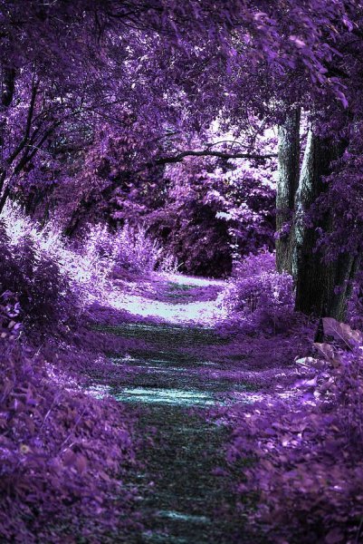 Лес в фиолетовых тонах