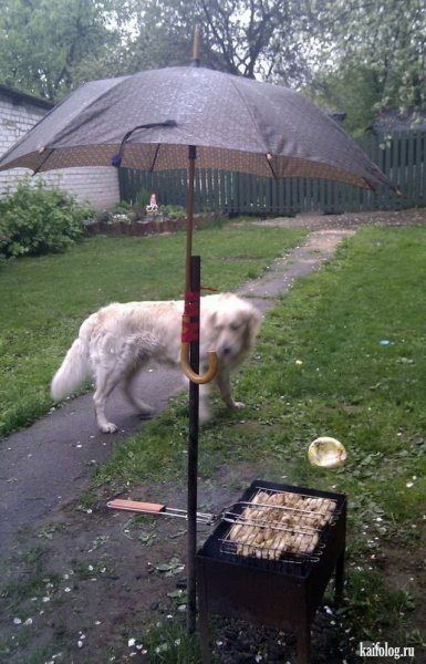 Шашлыки под дождем приколы