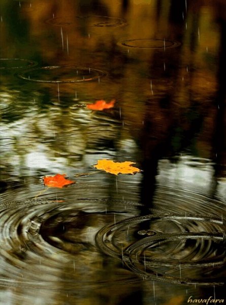 Живой дождь