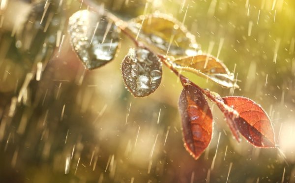 Осень капли дождя