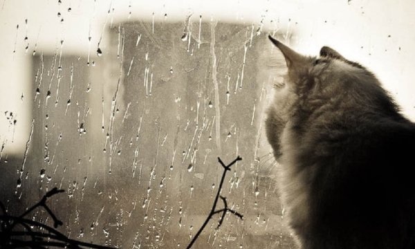 Осень дождь коты