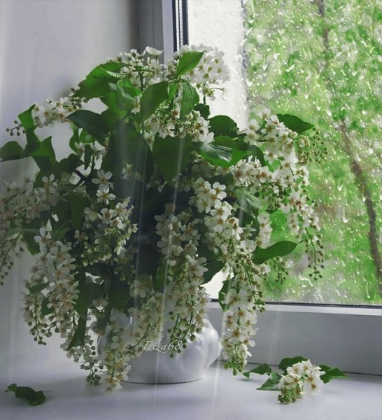 Черемуха у окна