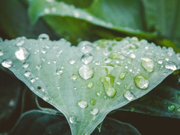 Капля дождя