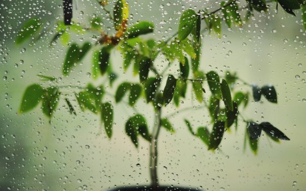 Дождь в окне