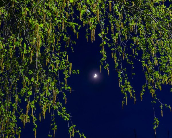 Березы ночью