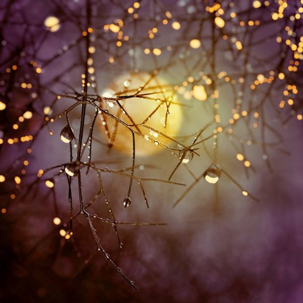 Ветка с огоньками