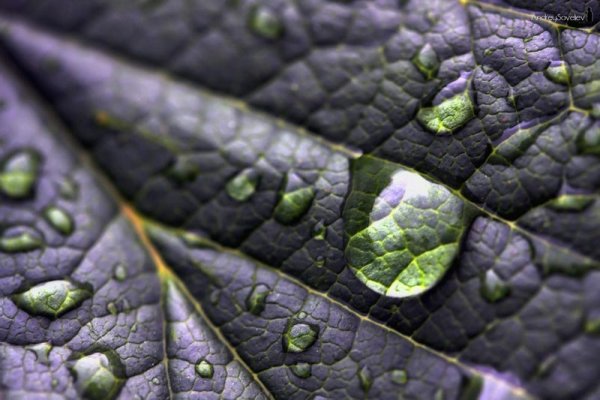 Кислотные дожди растения