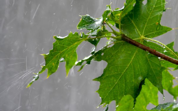 Кислотные дожди