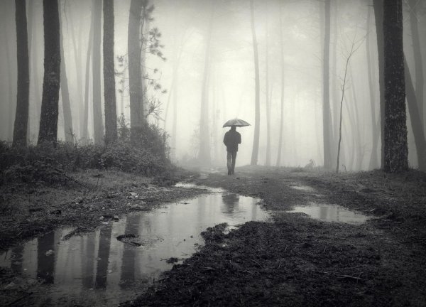 Дождь в лесу и человек