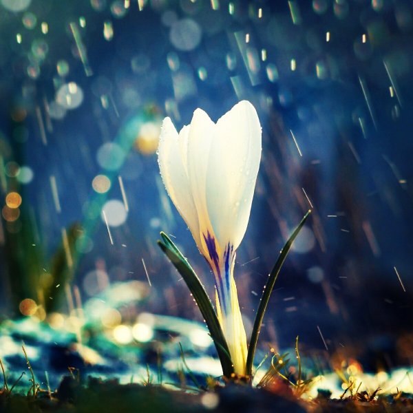 Дождь весной