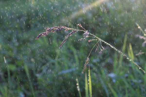 Дождик Ситник