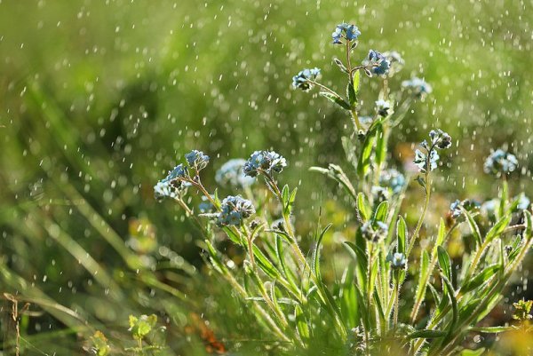 Ситник дождь