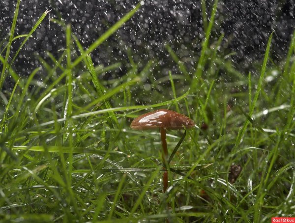 Летний грибной дождь