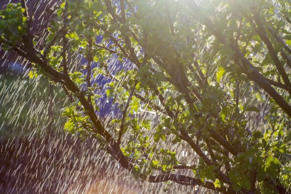 Кусты под дождем