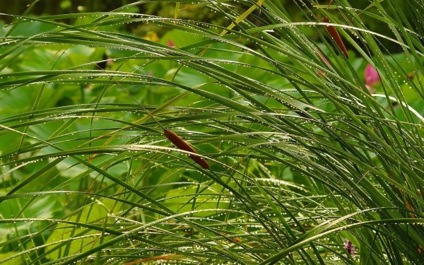 Ситник дождь