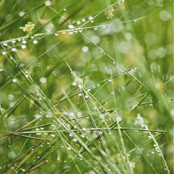 Ситник дождь