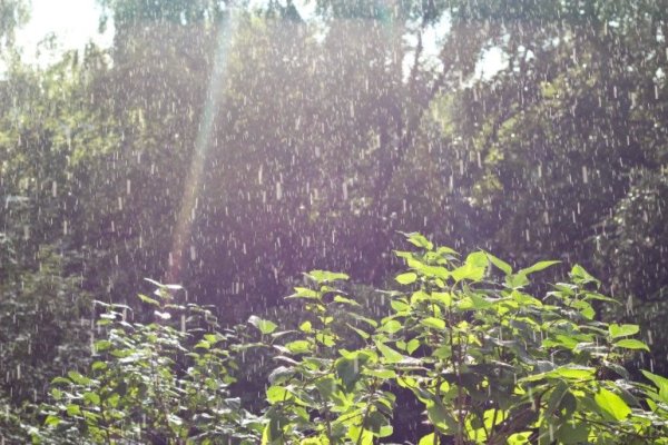 Дождь ситничек