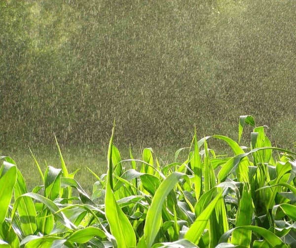 Ситник мелкий дождь