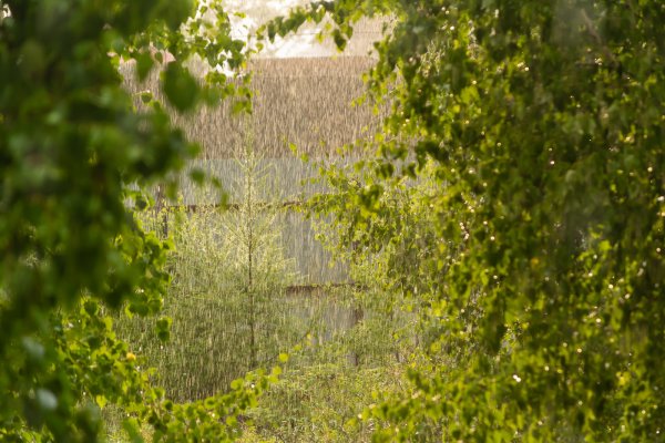 Июльский ливень