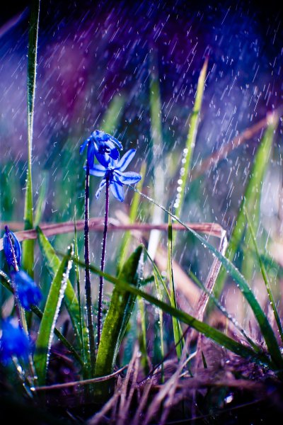 Цветы под дождем