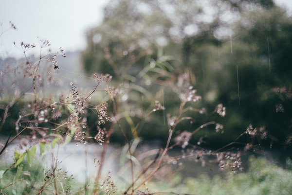 Дождь на лугу