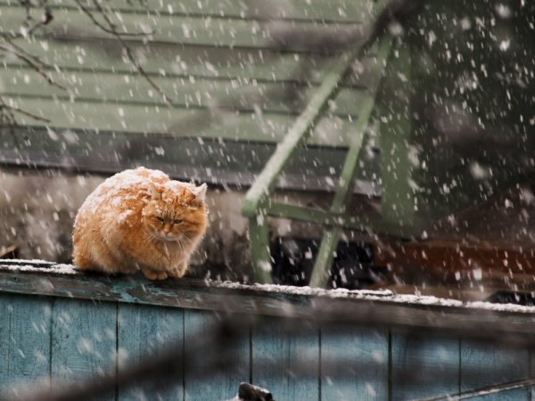 Кот под дождем