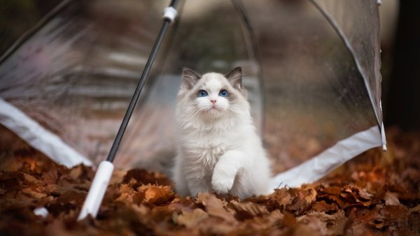 Кошка под дождем