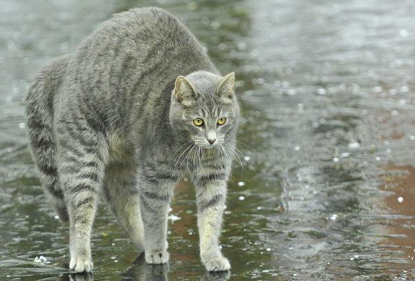 Кошка и дождь