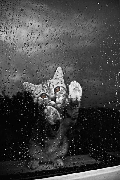 Кошка и дождь