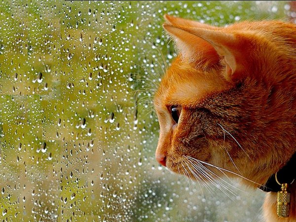 Котик под дождем