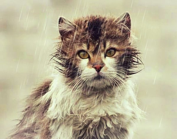 Кот под дождем