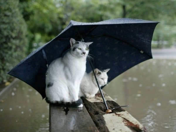 Котик под зонтиком