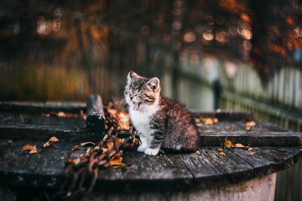 Кот осень
