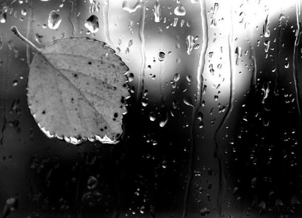 Дождь за окном