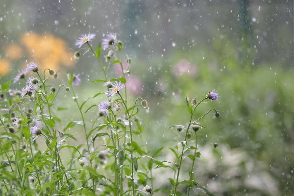 Летний ливень