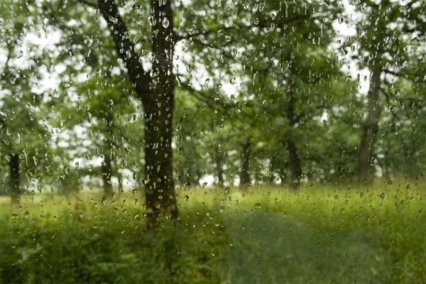 Природа июнь дождик