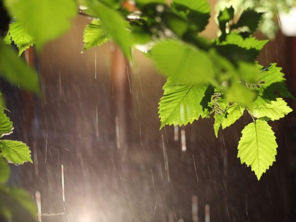 Летний дождь