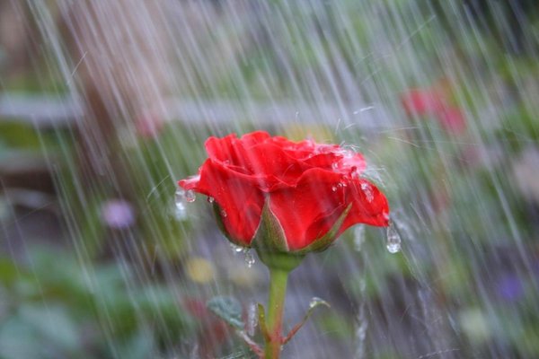 Летний дождь