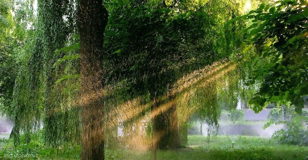 Природа после летнего дождя