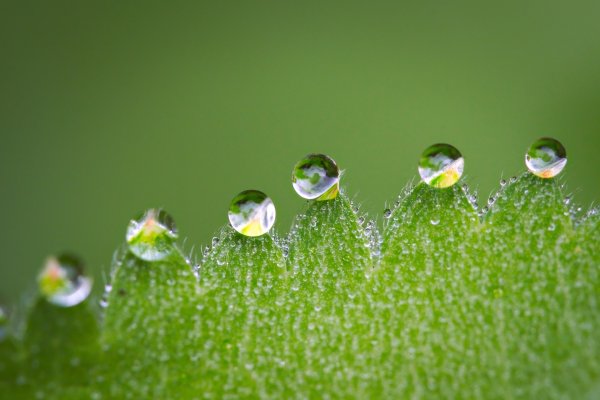 Капли воды