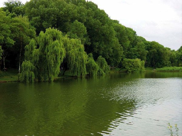 Ливень ситничек косохлёст