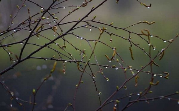 Весенние капли на ветках