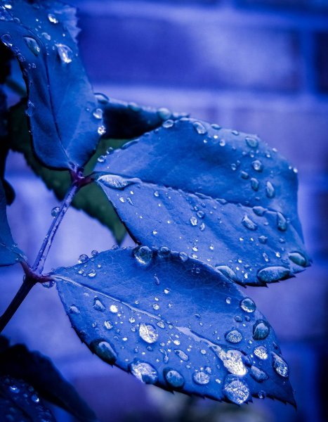 Синяя листва