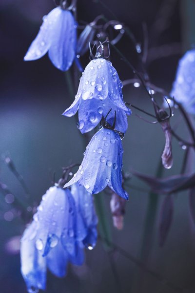 Колокольчик "цветы"